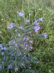 Echium vulgare