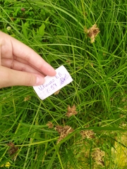 Bolboschoenus maritimus