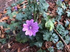 Malva sylvestris