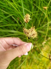 Bolboschoenus maritimus