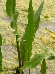 Rumex