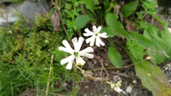 Silene saxifraga