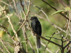 Melaenornis edolioides
