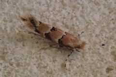 Phyllonorycter trifasciella
