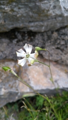 Silene saxifraga