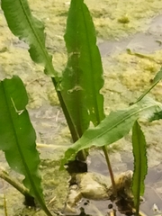 Rumex