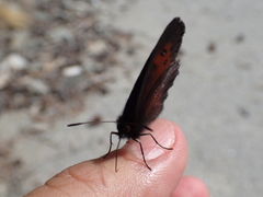 Erebia euryale