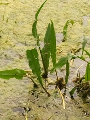 Rumex