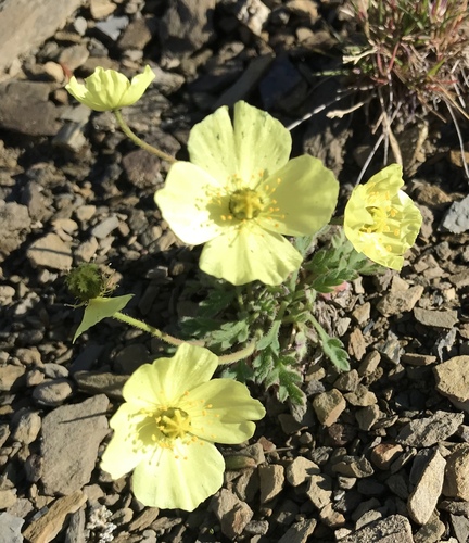 Rooted poppy (Oreomecon radicata)