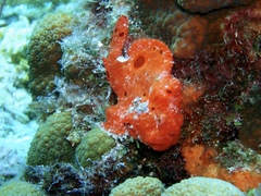 Antennarius multiocellatus