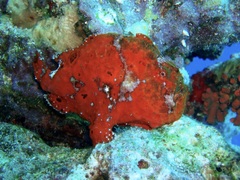 Antennarius multiocellatus