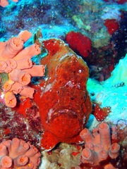 Antennarius multiocellatus