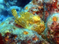 Antennarius multiocellatus