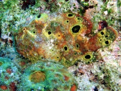 Antennarius multiocellatus