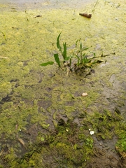 Rumex