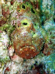 Antennarius multiocellatus