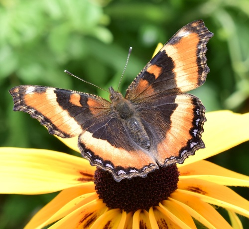 Milbert's Tortoiseshell photo 4