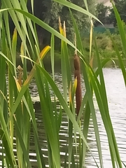 Typha latifolia
