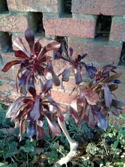 Tracheophyta