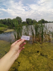 Typha latifolia