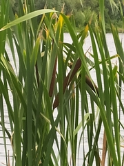 Typha latifolia