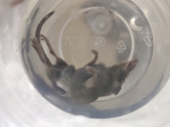 Crocidura suaveolens