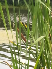 Typha latifolia