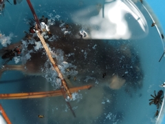 Crocidura suaveolens