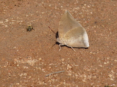 Polygrapha xenocrates