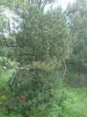 Pinus uncinata uliginosa