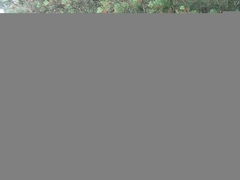 Pinus uncinata uliginosa