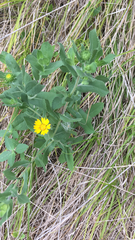 Grindelia adenodonta