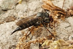 Neomochtherus geniculatus