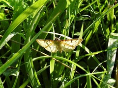 Polygrammodes flavidalis