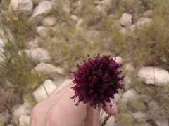 Allium sphaerocephalon