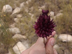 Allium sphaerocephalon
