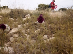 Allium sphaerocephalon