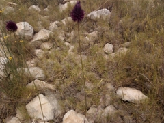 Allium sphaerocephalon