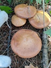 Suillus subaureus