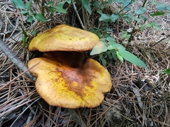 Suillus subaureus