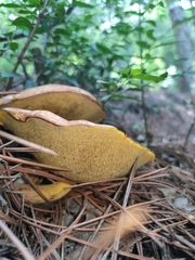 Suillus subaureus