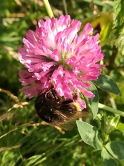 Bombus ruderarius