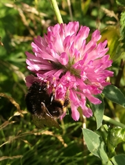 Bombus ruderarius