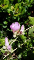 Malacothamnus fasciculatus catalinensis