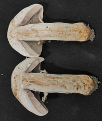 Agaricineae