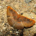 Emesis brimo - Photo (c) Lepidoptera Colombiana, algunos derechos reservados (CC BY-NC), uploaded by Lepidoptera Colombiana