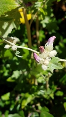 Malacothamnus fasciculatus catalinensis