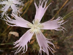 Dianthus broteri