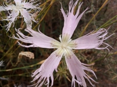 Dianthus broteri