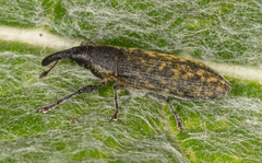 Lixus cardui